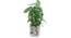 Lara Artificial Plant With Pot (Green) by Urban Ladder - Design 1 Full View - 317827