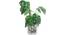 Sara Artificial Plant With Pot (Green) by Urban Ladder - Design 1 Full View - 317831