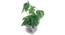 Sara Artificial Plant With Pot (Green) by Urban Ladder - Front View Design 1 - 317832