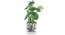 Melissa Artificial Plant With Pot (Green) by Urban Ladder - Design 1 Full View - 317835