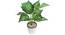 Alessia Artificial Plant With Pot (Green) by Urban Ladder - Front View Design 1 - 317880