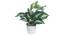 Ambra Artificial Plant With Pot (Green) by Urban Ladder - Design 1 Full View - 317883