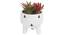Olivia Artificial Plant With Pot (Red) by Urban Ladder - Design 1 Full View - 317895