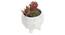 Alyssa Artificial Plant With Pot (Red) by Urban Ladder - Front View Design 1 - 317904