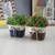 Everly artificial plant lp