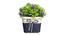 Everly Artificial Plant by Urban Ladder - Design 1 Details - 324114