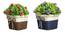 Everly Artificial Plant by Urban Ladder - Front View Design 1 - 324116
