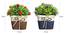 Everly Artificial Plant by Urban Ladder - Design 1 Close View - 324117