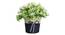 Emmerson Artificial Plant by Urban Ladder - Design 1 Top View - 324120