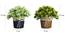 Emmerson Artificial Plant by Urban Ladder - Design 1 Close View - 324122