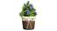 Finn Artificial Plant by Urban Ladder - Design 1 Details - 324124