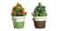 Finn Artificial Plant by Urban Ladder - Front View Design 1 - 324126
