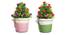 Felix Artificial Plant by Urban Ladder - Front View Design 1 - 324136