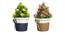 Fleet Artificial Plant by Urban Ladder - Front View Design 1 - 324146