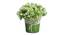 Ember Artificial Plant by Urban Ladder - Design 1 Top View - 324150