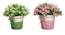 Ember Artificial Plant by Urban Ladder - Front View Design 1 - 324151
