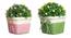 Fabian Artificial Plant by Urban Ladder - Front View Design 1 - 324156