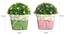 Fabian Artificial Plant by Urban Ladder - Design 1 Close View - 324157