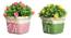 Everett Artificial Plant by Urban Ladder - Front View Design 1 - 324161