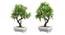 Echo Artificial Plant by Urban Ladder - Front View Design 1 - 324186