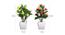 Raymon Artificial Plant by Urban Ladder - Design 1 Close View - 324197