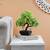 Blaise artificial plant lp