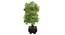 Blaise Artificial Plant by Urban Ladder - Design 1 Top View - 324220