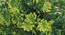 Blaise Artificial Plant by Urban Ladder - Front View Design 1 - 324221