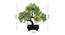 Blaise Artificial Plant by Urban Ladder - Design 1 Close View - 324222