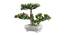 Callie Artificial Plant by Urban Ladder - Design 1 Top View - 324225