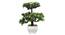 Callie Artificial Plant by Urban Ladder - Front View Design 1 - 324226