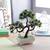 Cal artificial plant lp