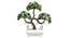 Cal Artificial Plant by Urban Ladder - Design 1 Details - 324249