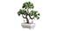 Cal Artificial Plant by Urban Ladder - Design 1 Top View - 324250