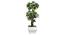 Cal Artificial Plant by Urban Ladder - Front View Design 1 - 324251