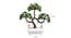 Cal Artificial Plant by Urban Ladder - Design 1 Close View - 324252