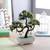 Cairo artificial plant lp