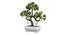 Cairo Artificial Plant by Urban Ladder - Design 1 Top View - 324255