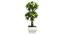 Cairo Artificial Plant by Urban Ladder - Front View Design 1 - 324256