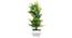 Costaa Artificial Plant by Urban Ladder - Front View Design 1 - 324276