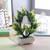 Darius artificial plant lp