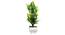 Darius Artificial Plant by Urban Ladder - Front View Design 1 - 324281