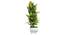 Cato Artificial Plant by Urban Ladder - Front View Design 1 - 324286