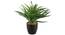 Cooper Artificial Plant With Pot (Black) by Urban Ladder - Front View Design 1 - 325650