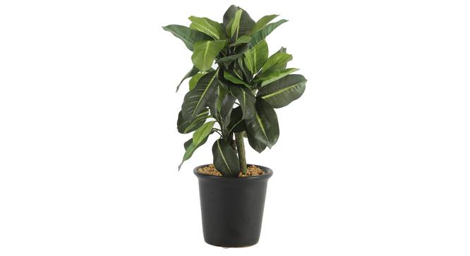 Joe Artificial Plant With Pot (Black) by Urban Ladder - Front View Design 1 - 325656