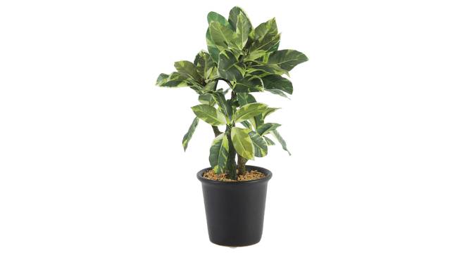Collin Artificial Plant With Pot (Green) by Urban Ladder - Front View Design 1 - 325659