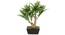 Denise Artificial Plant With Pot (Brown) by Urban Ladder - Front View Design 1 - 325662