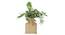 Flores Artificial Plant With Pot (Green) by Urban Ladder - Front View Design 1 - 325694