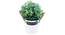 Lilian Artificial Plant With Pot (Green) by Urban Ladder - Front View Design 1 - 325751