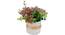 Benett Artificial Plant With Pot by Urban Ladder - Front View Design 1 - 325763
